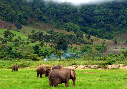 Memang Gold Mines Area